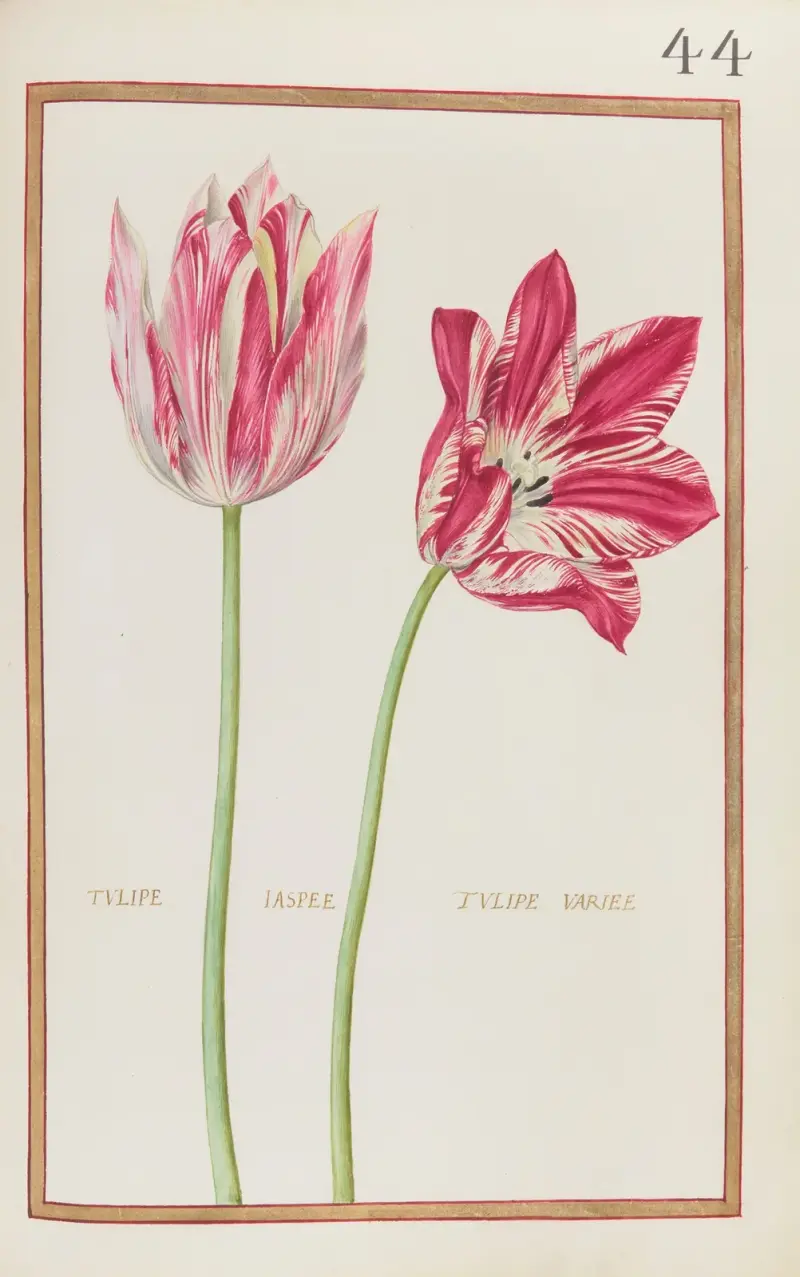 Tulipe jaspee ; tulipe variee, Daniel Rabel