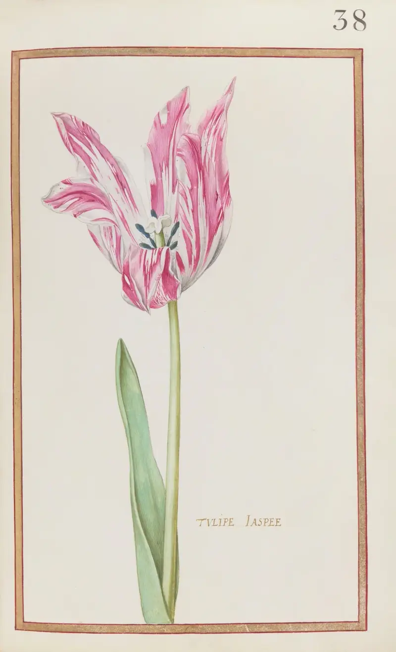 Tulipe jaspee, 1624 – nr 1, Daniel Rabel