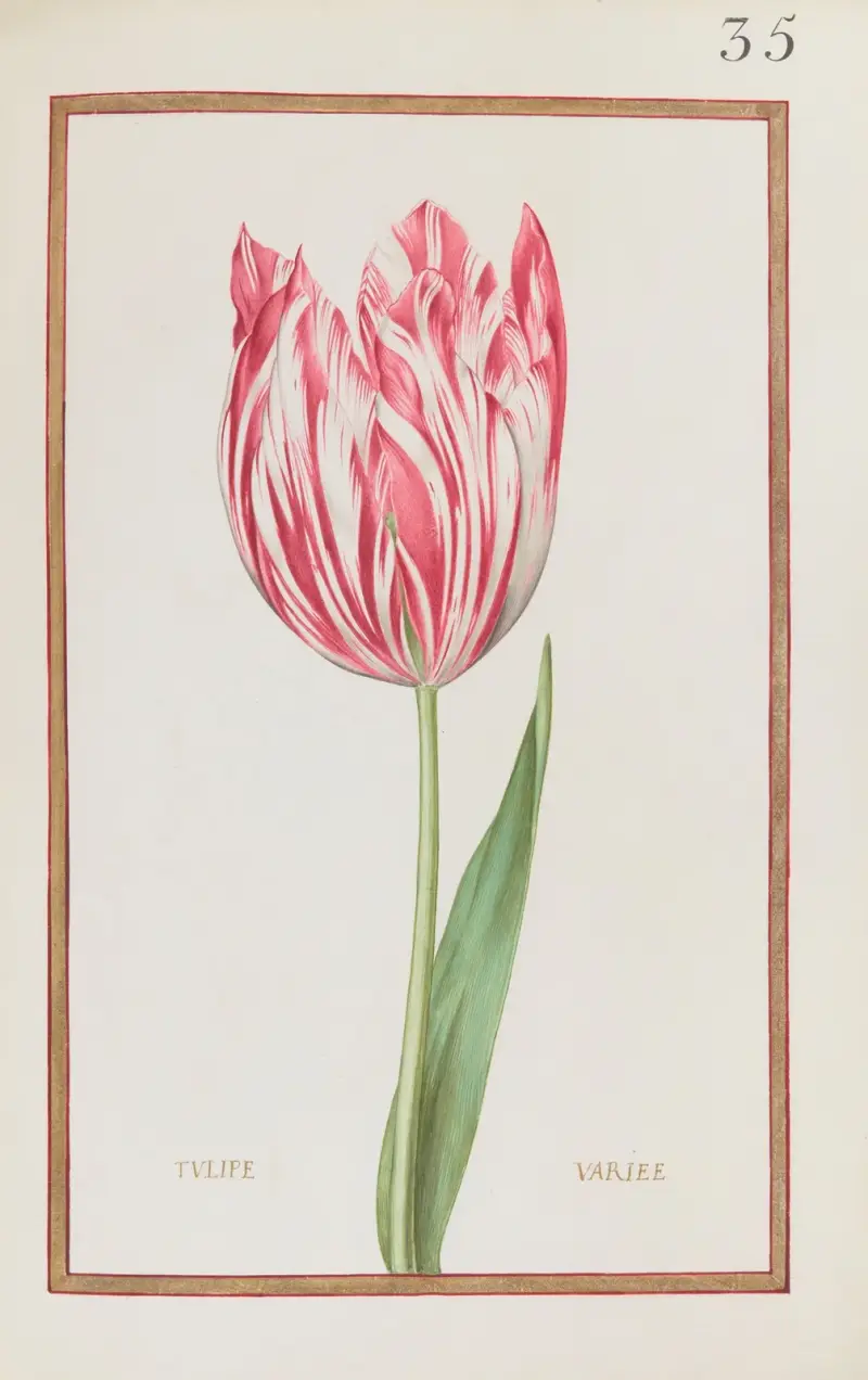 Verschiedene Tulpe von Daniel Rabel