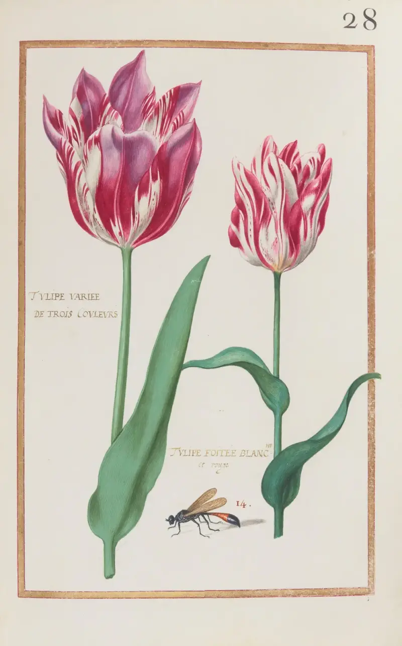 Tulipe variée de trois couleurs ; tulipe foitée blanche et rouge av Daniel Rabel