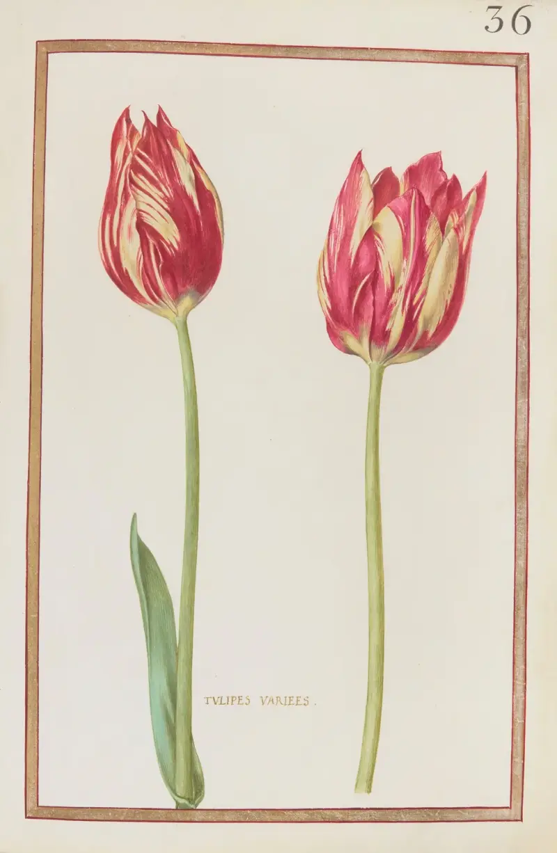Różne tulipany, Daniel Rabel