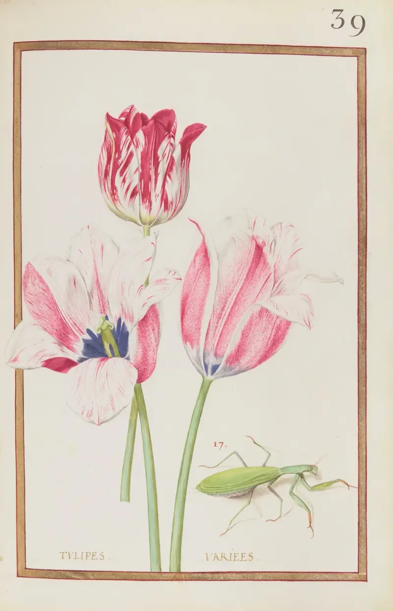 Různé tulipány, 1624 – Nr. 2, Daniel Rabel