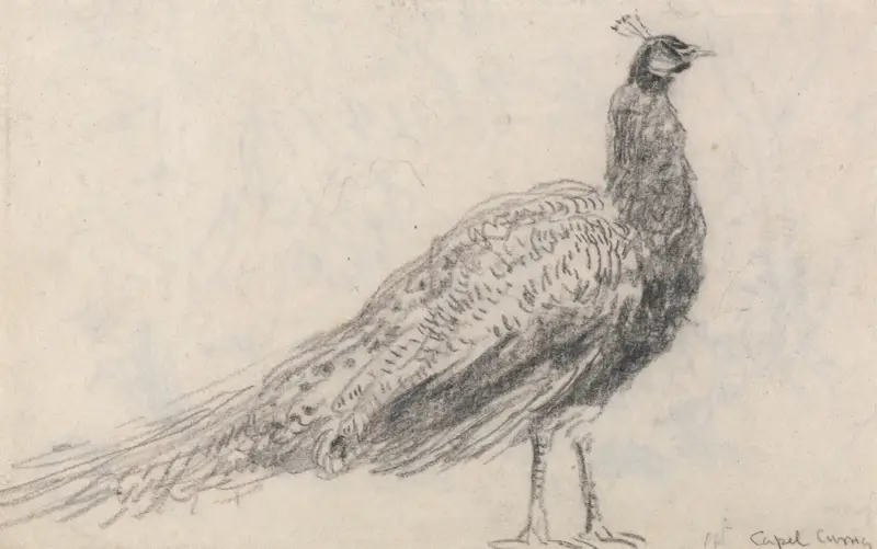 Påfågel vid Capel Curig av David Cox