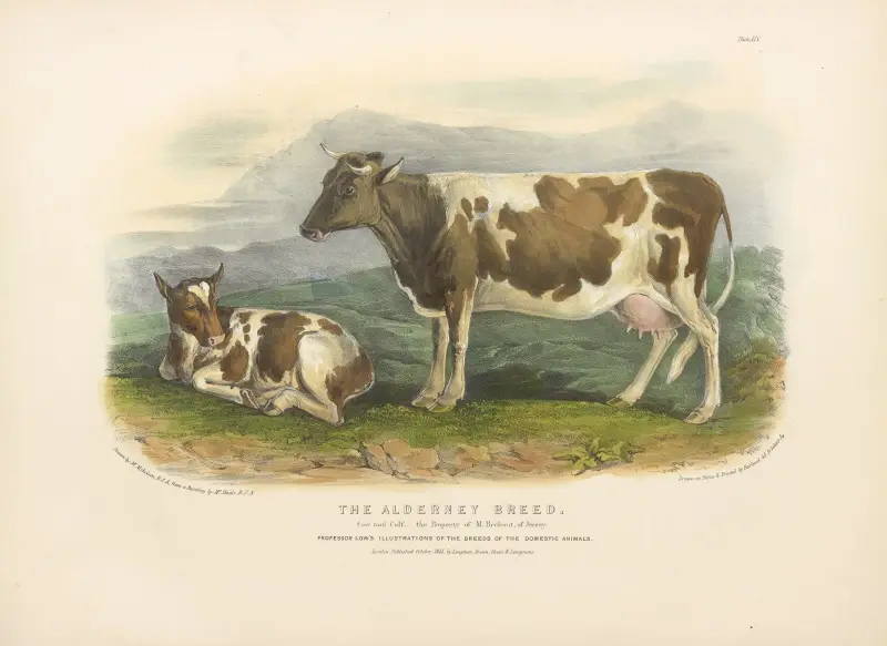 Die Alderney-Rasse von David Low
