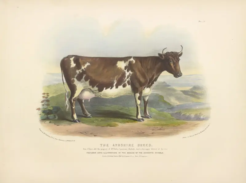 Die Ayrshire-Rasse von David Low