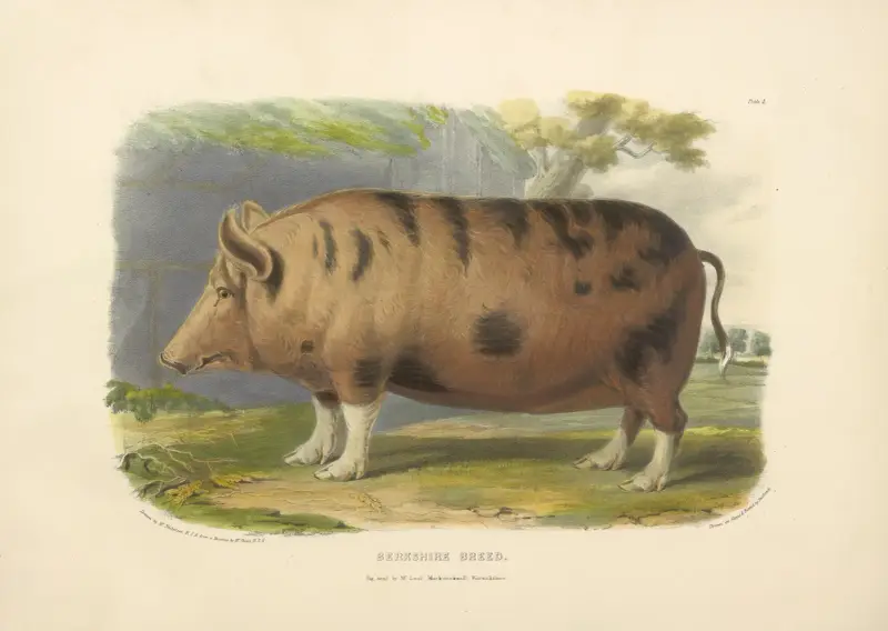 The Berkshire Breed av David Low