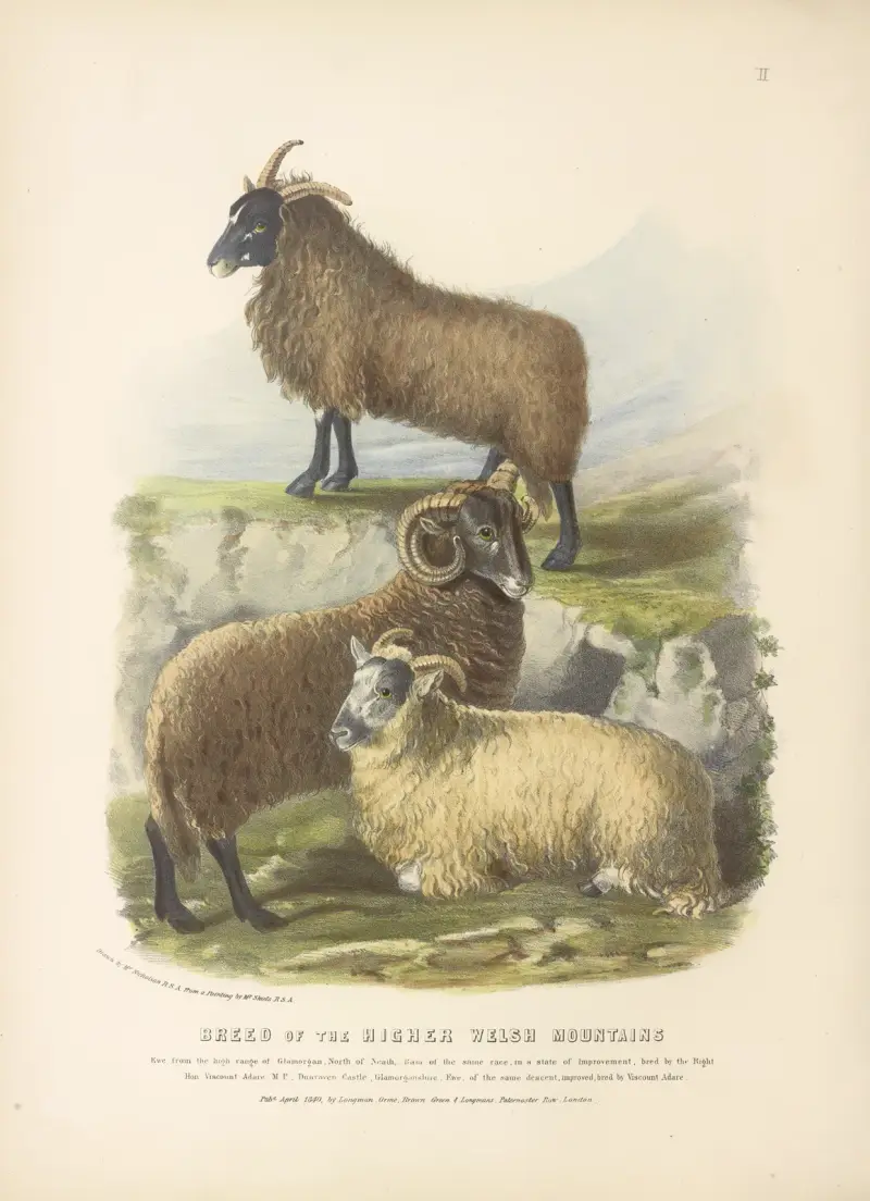 The Breed of the Higher Welsh Mountains av David Low