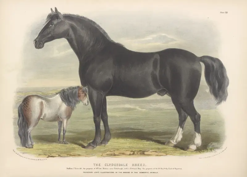Die Clydesdale-Rasse von David Low