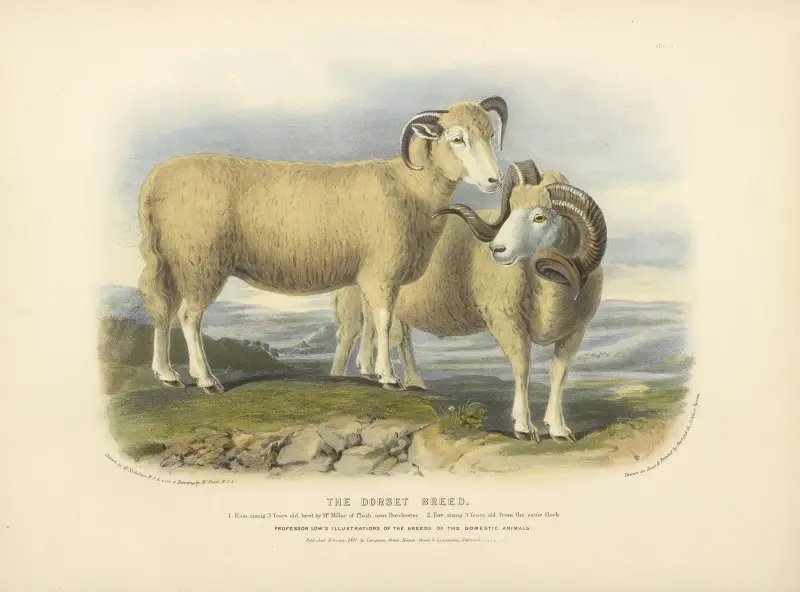 The Dorset Breed, David Low