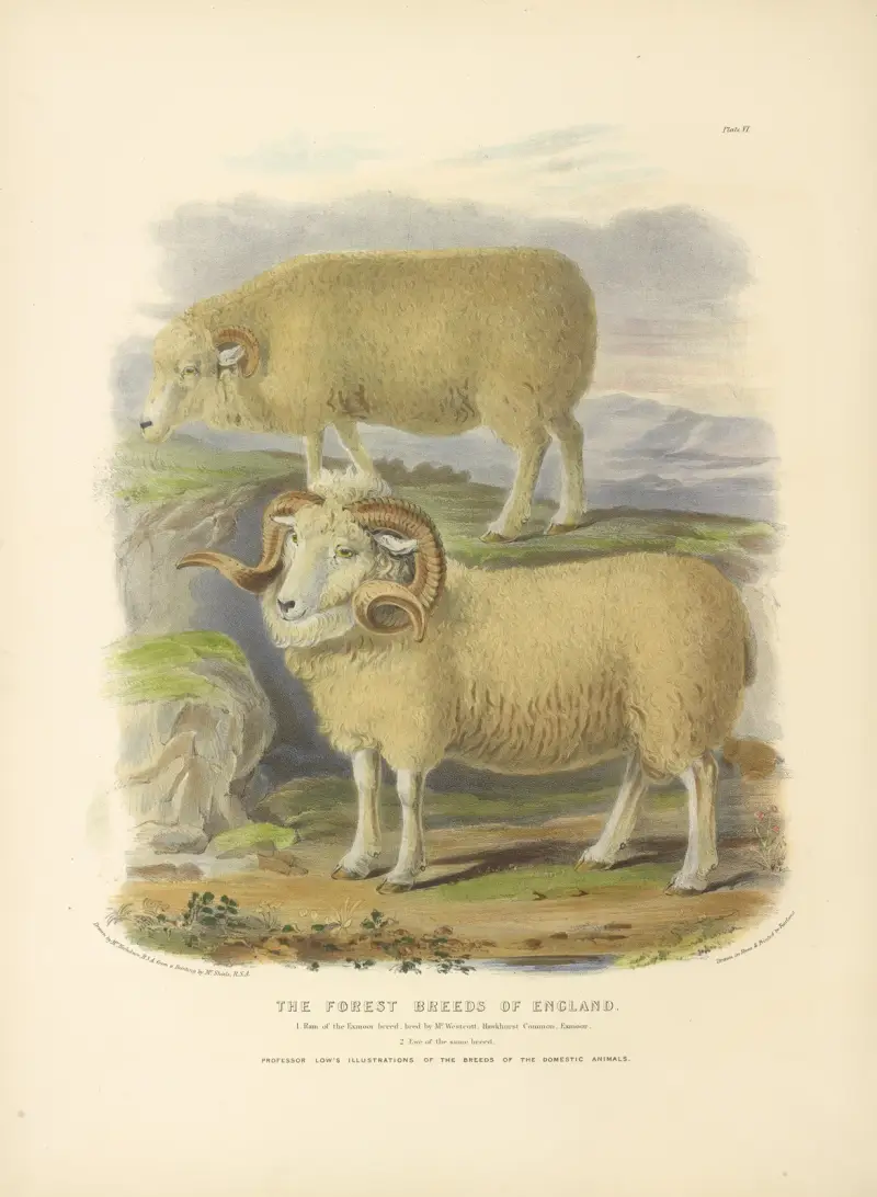 The Forest Breeds of England av David Low