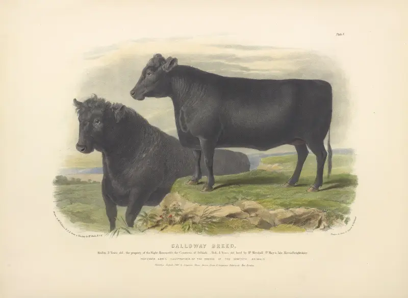 The Galloway Breed von David Low