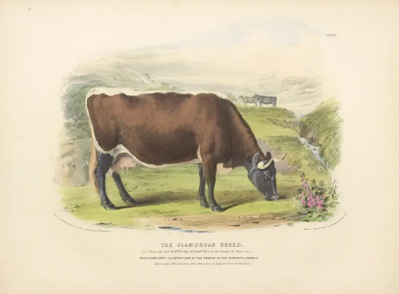 The Glamorgan Breed von David Low