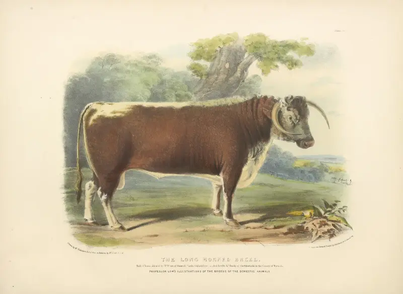 Die langhörnige Rasse von David Low