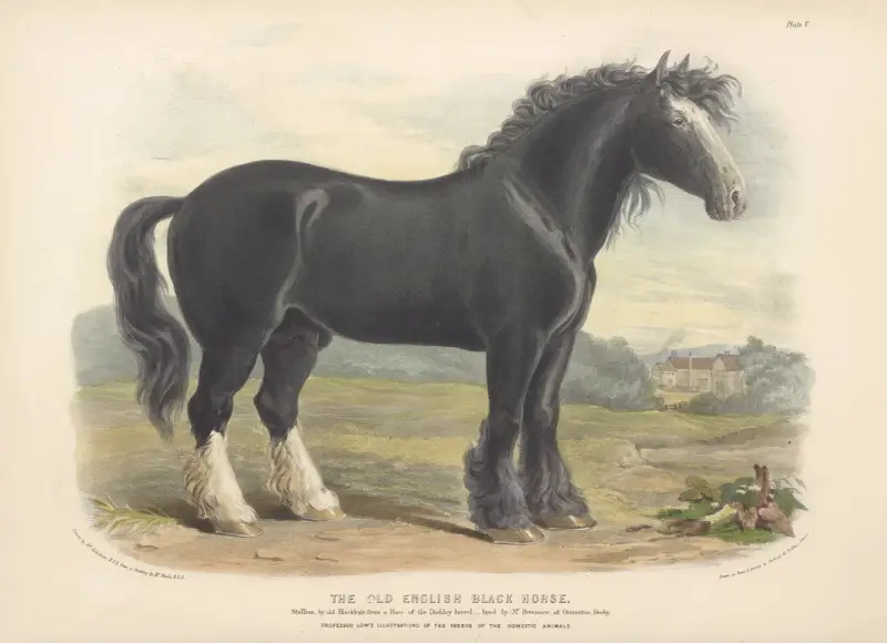 The Old English Black Horse av David Low