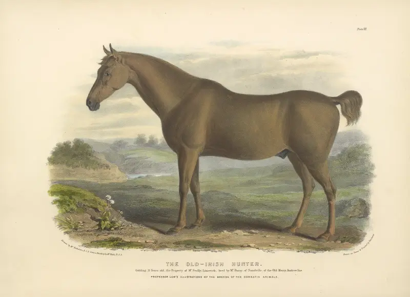 The Old-Irish Hunter, David Low
