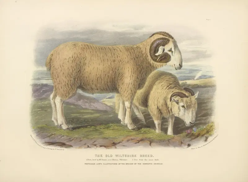 The Old Wiltshire Breed av David Low