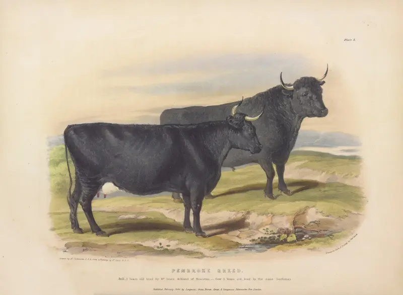 The Pembroke Breed av David Low