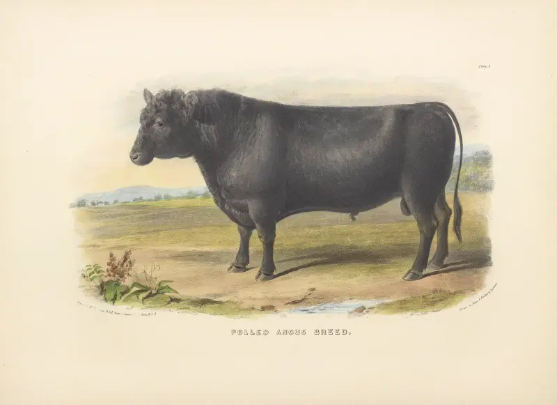 The Polled Angus Breed av David Low