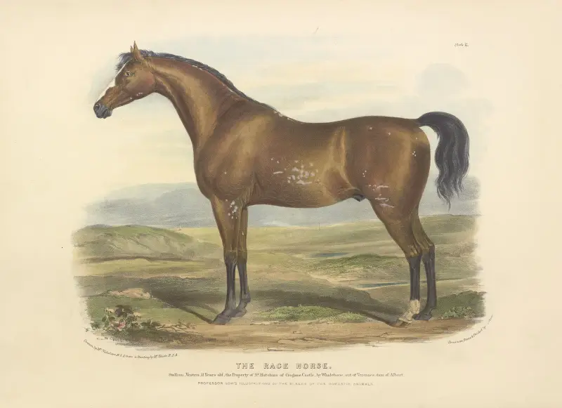 The Race Horse av David Low