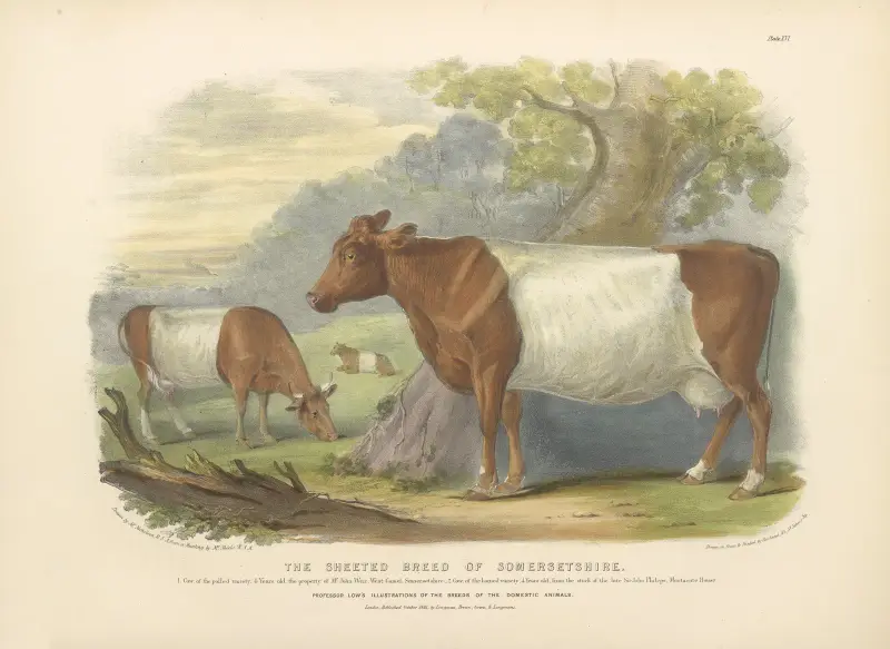 The Sheeted Breed of Somersetshire av David Low