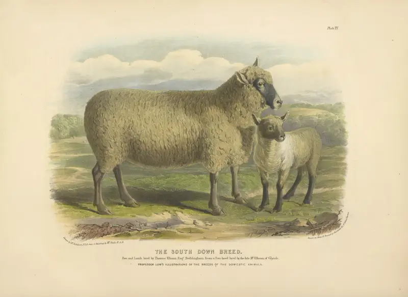 Jihoanglický skot, David Low