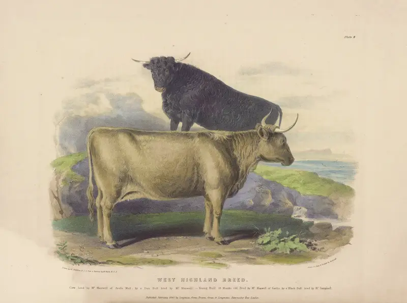The West Highland Breed von David Low