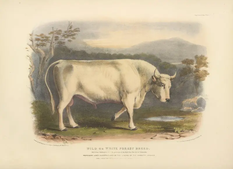 Die wilde oder weiße Waldrasse, 1842 – Nr. 2 von David Low