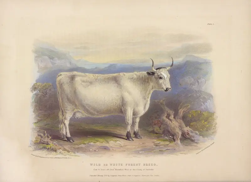 Die wilde oder weiße Waldrasse, 1842 – Nr. 1 von David Low