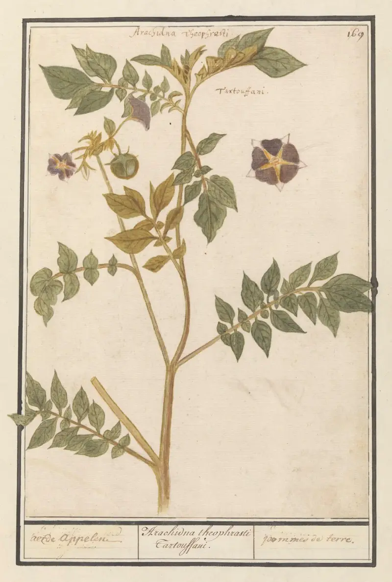 Aardappel (Solanum tuberosum) aerde appelen. Arachidna theophrasti Tartouffani. pommes de terre. av Anselmus Boëtius de Boodt
