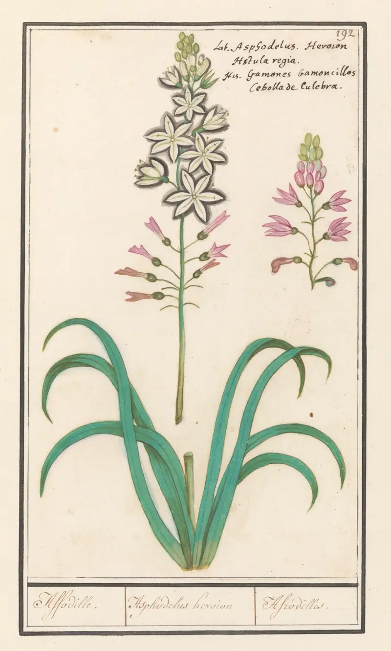 Affodil (Asphodelus) Affodille. Asphodelius heroion Afrodilles. av Anselmus Boëtius de Boodt