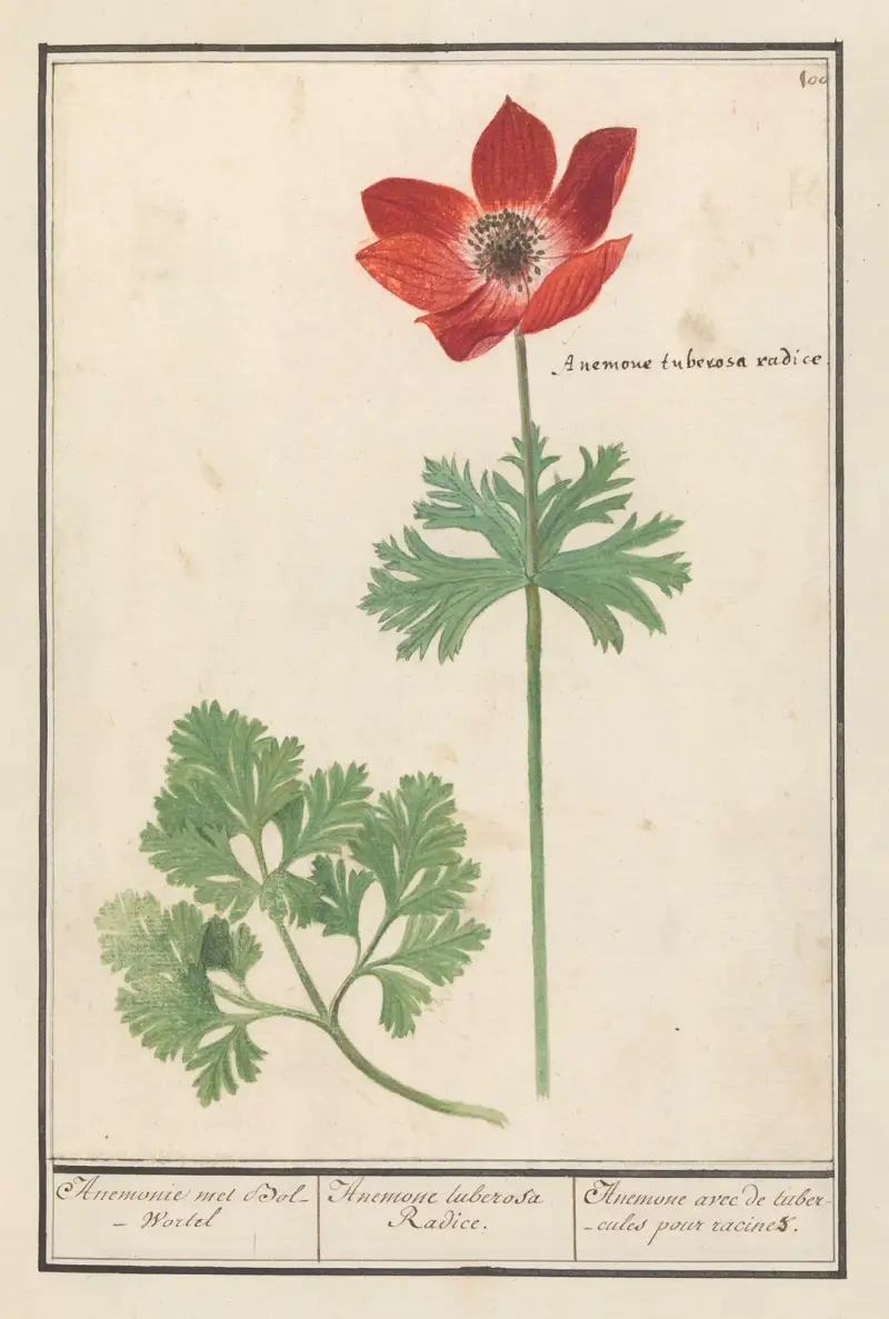 Anemoon (Anemone) Anemonie met Bol-Wortel Anemone tuberosa Radice. Anemone avec de tubercules pour racines av Anselmus Boëtius de Boodt