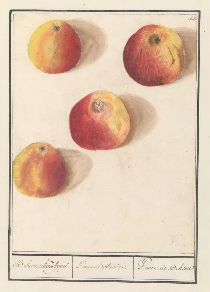 Jabłoń (Malus domestica) – jabłko czeskie, Anselmus Boëtius de Boodt