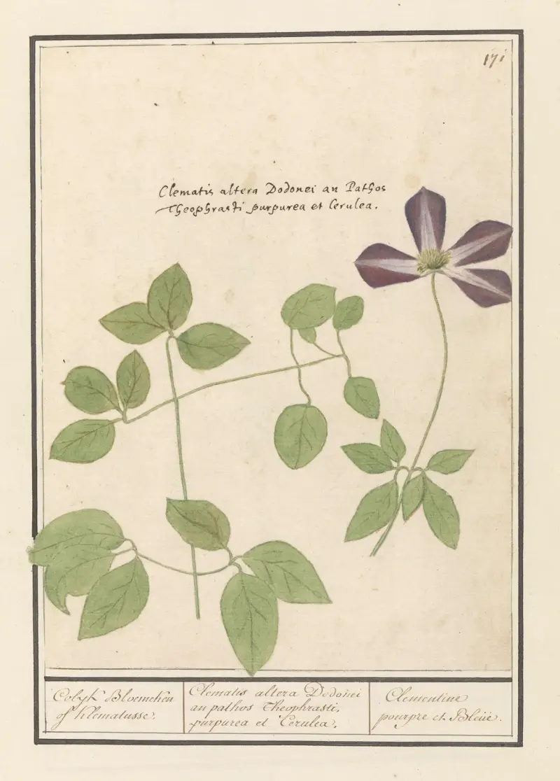 Clematis (Clematis) Colyk Bloemeken of Klematusse. av Anselmus Boëtius de Boodt