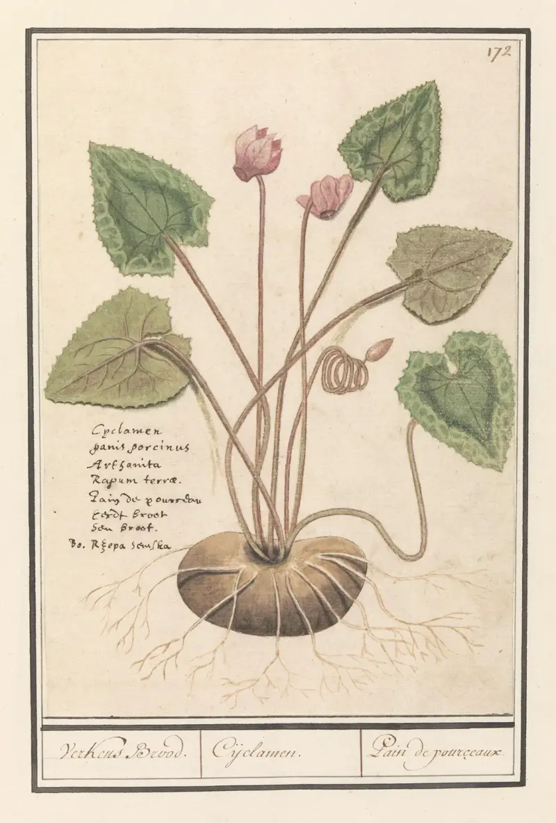 Cyclaam (Cyclamen) Verkens Brood. Cijclamen. Pain de pourceaux av Anselmus Boëtius de Boodt