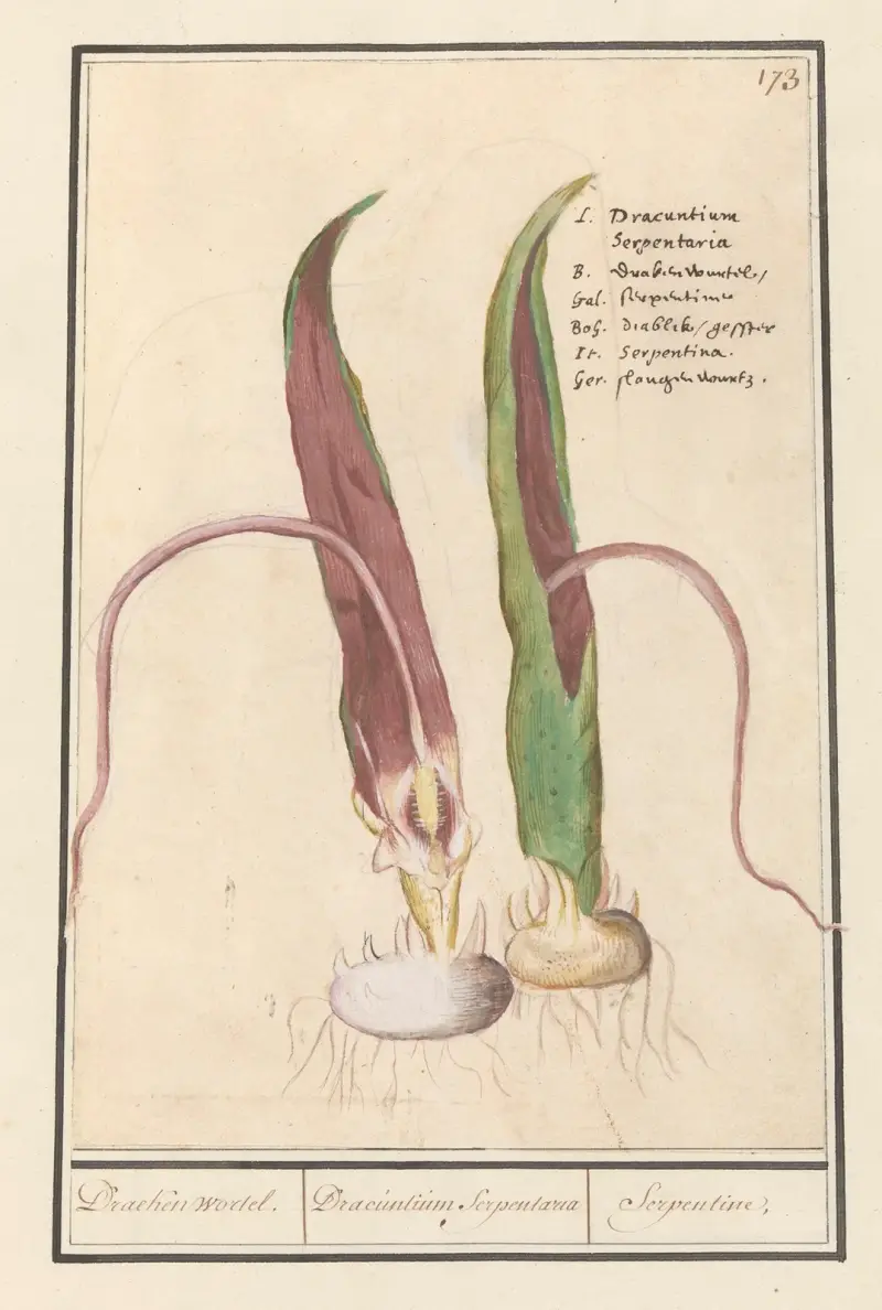 Drakenwortel (Dracunculus vulgaris) Draecken wortel. Dracuntium Serpentaria Serpentine. av Anselmus Boëtius de Boodt
