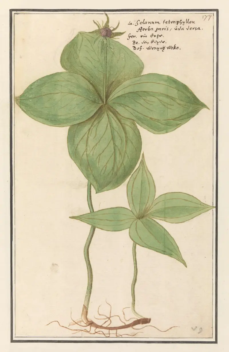 Eenbes (Paris quadrifolia) Wolfs Besie Solanum tetraphijllon. herba paris. uva versa Raisin de renard av Anselmus Boëtius de Boodt