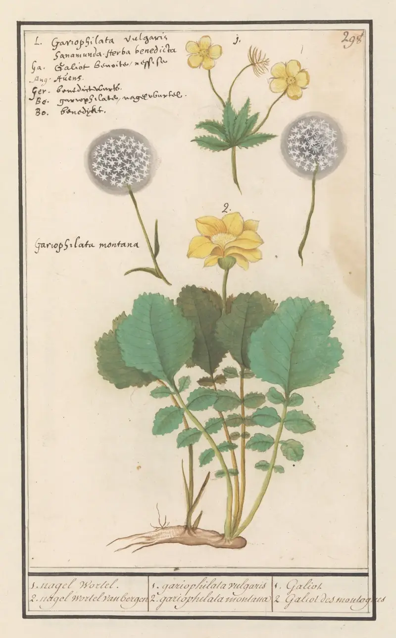 Geel nagelkruid (Geum urbanum) en Alpen geel nagelkruid (Geum montanum) av Anselmus Boëtius de Boodt