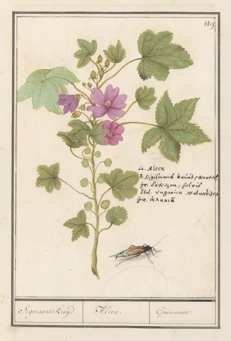 Groot kaasjeskruid (Malva sylvestris) Sigmaards kruijd Alcea. Guimauvre. av Anselmus Boëtius de Boodt