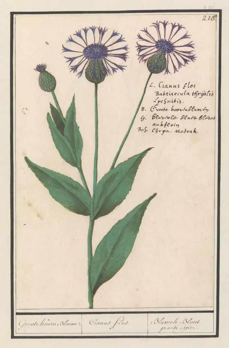 Velký chrpovník (Centaurea scabiosa), Anselmus Boëtius de Boodt