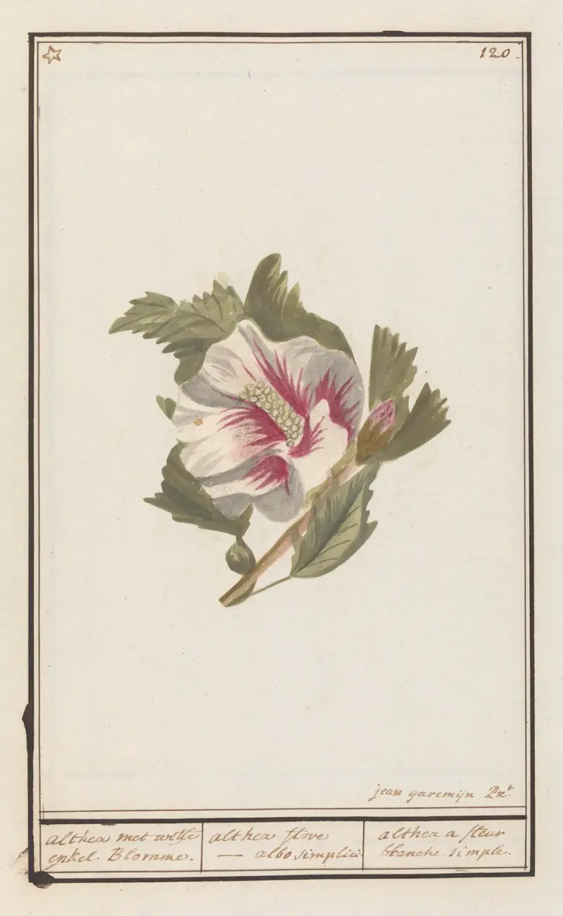 Ibišek (Hibiscus syriacus), Anselmus Boëtius de Boodt