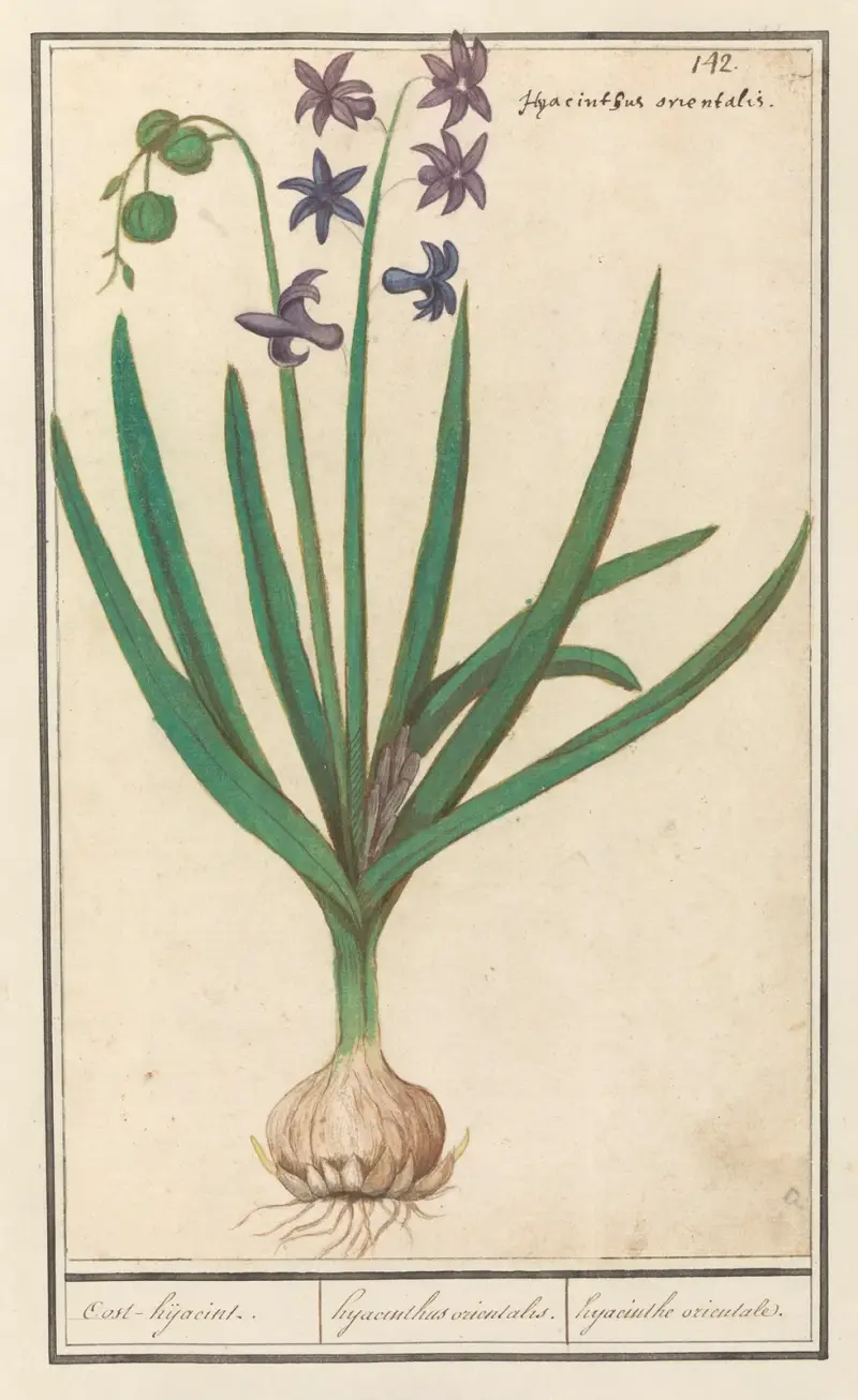 Hyacint (Hyacinthus orientalis) Oost-hijacint. Hyacinthus orientalis. hyacinthe orientale av Anselmus Boëtius de Boodt