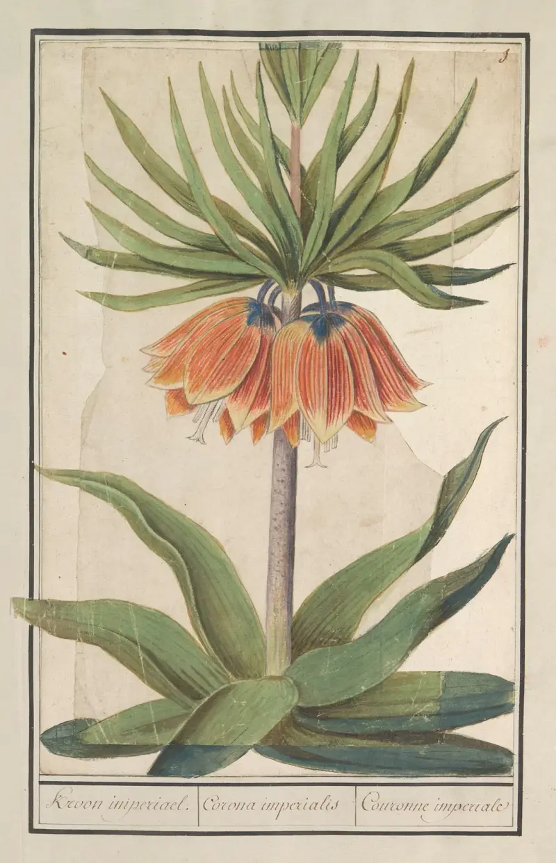 Keizerskroon (Fritillaria imperialis) Kroon imperiael. Corona imperialis Couronne imperiale av Anselmus Boëtius de Boodt
