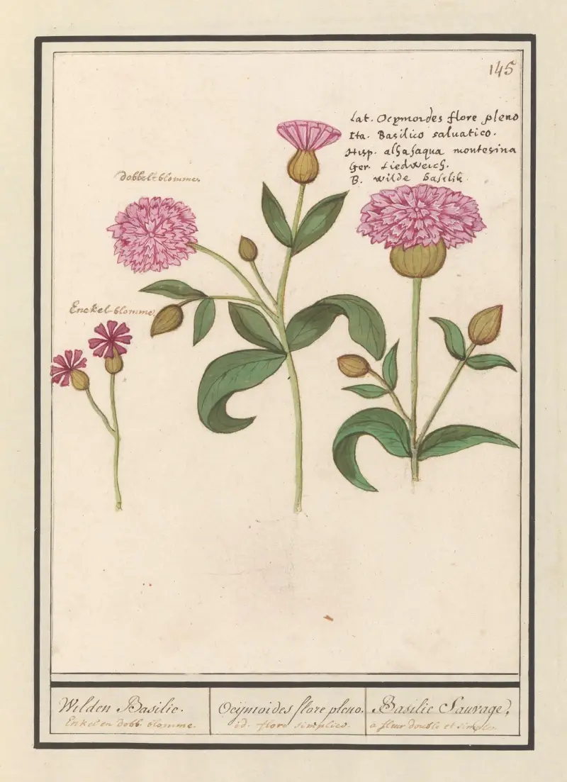 Koekoeksbloem (Silene dioica) Wilden Basilie. Ocijmiodes flore pleno. Basilie Sauvage av Anselmus Boëtius de Boodt