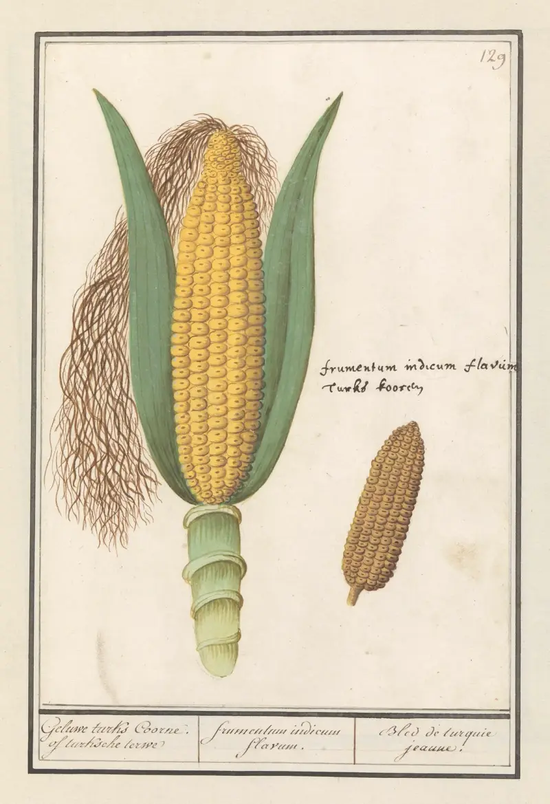 Mais (Zea mays) Geluwe turks Coorne. of turksche terwe frumentum indicum flavum. Bled de turquie jeaune av Anselmus Boëtius de Boodt