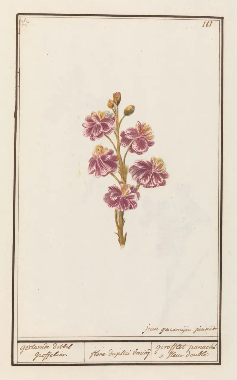 Muurbloem (Erysimum cheiri) gevlamde dobbel groffelier. av Anselmus Boëtius de Boodt