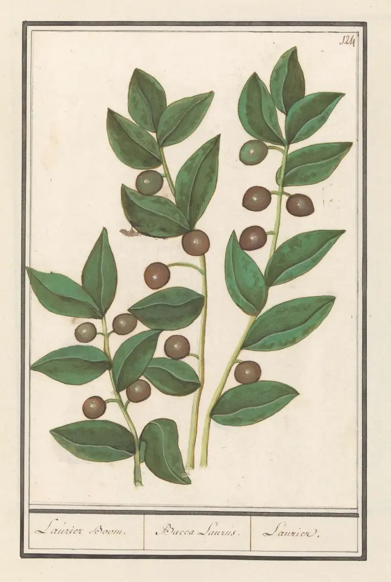 Olijf (Olea europaea) Laurier Boom. Bacca Laurus. Laurier av Anselmus Boëtius de Boodt