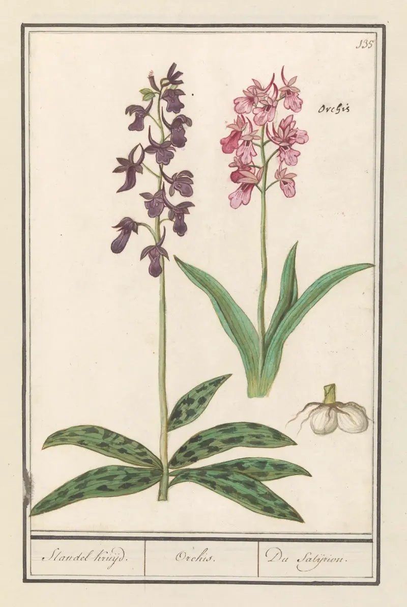 Orkidé (Orchidaceae) Standel Kruijd. Orchis. Du Satijrion. av Anselmus Boëtius de Boodt