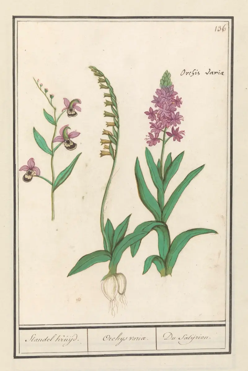 Orchidee (Orchidaceae) Standel Kruijd. Orchys variae. Du Satijrion. av Anselmus Boëtius de Boodt