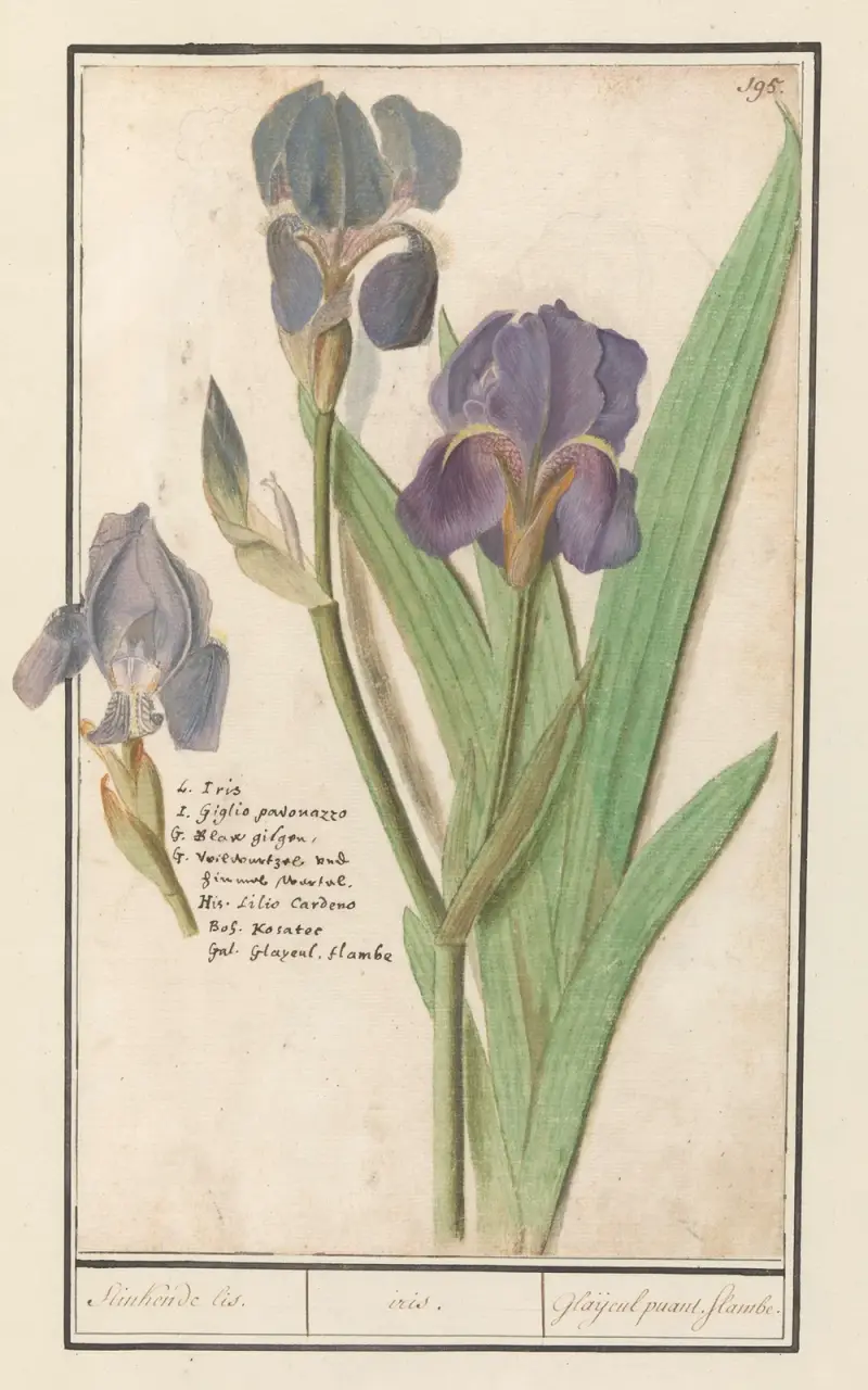 Deutsche Schwertlilie (Iris germanica) – Stinkende Iris von Anselmus Boëtius de Boodt