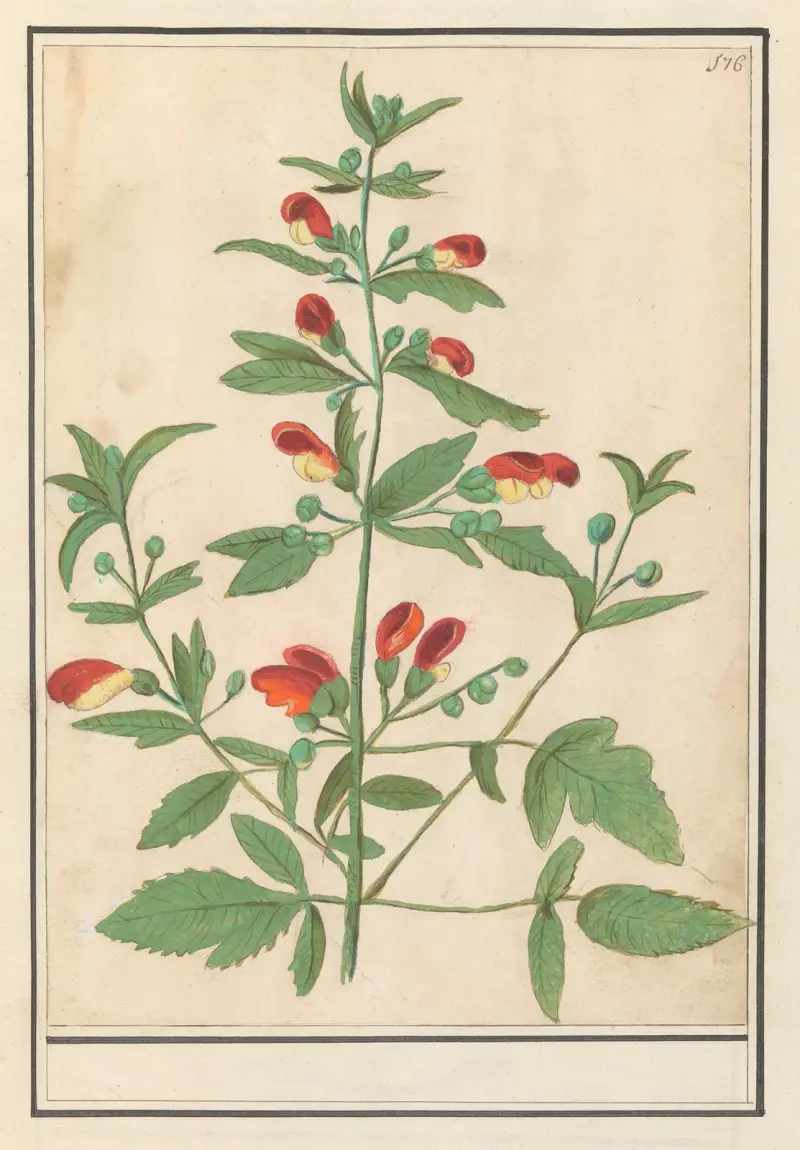 Plant met roodgele bloemen (onbekende soort) av Anselmus Boëtius de Boodt